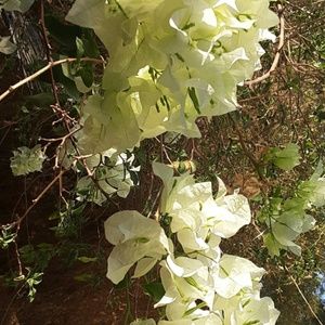 Meet your Posher, Adrian